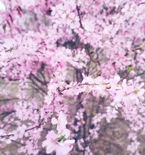 春桃玉花的花语代表什么？