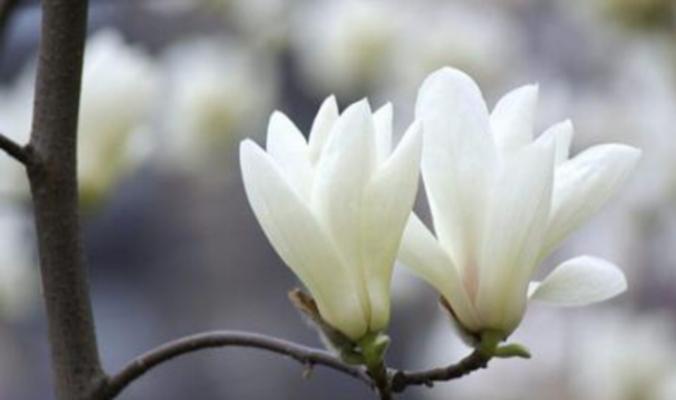 倒三轮花语有何含义？这种花象征着什么？