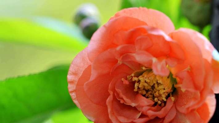 倒三轮花语有何含义？这种花象征着什么？