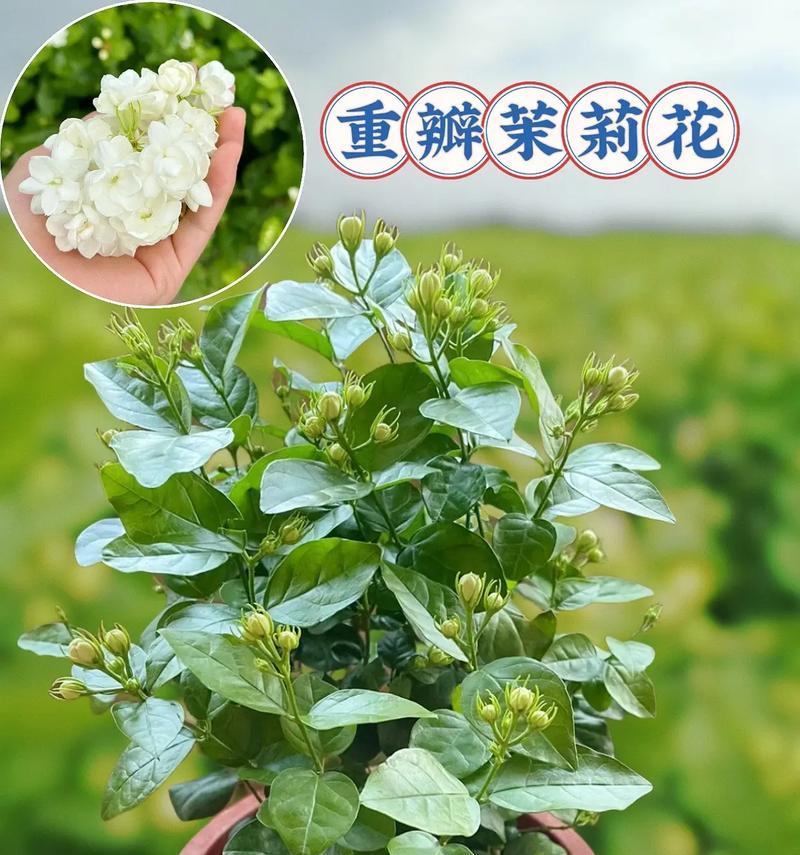 玛雅种茉莉的花语是什么？欣赏峡谷的花语是什么呢？