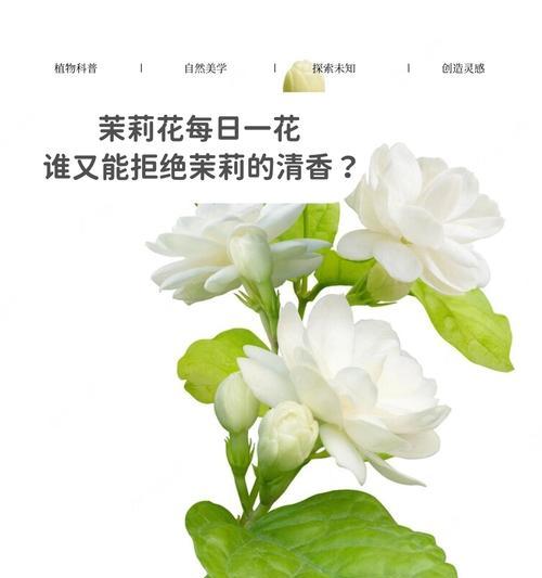 玛雅种茉莉的花语是什么？欣赏峡谷的花语是什么呢？