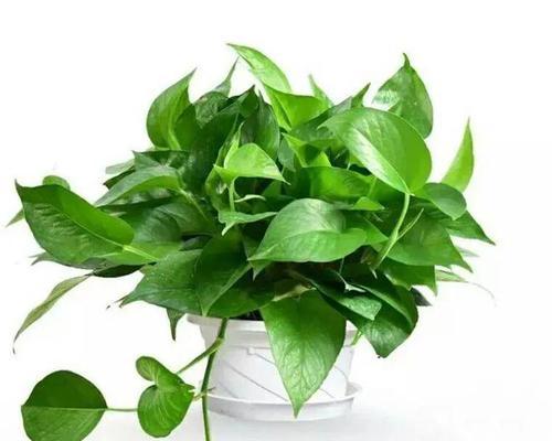 写绿萝的花语和寓意是什么？和水仙花语相近的植物是什么？