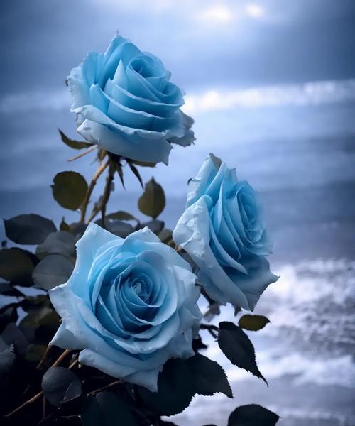蓝色玫瑰花代表什么含义？蓝色玫瑰的花语是什么？