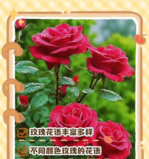 11朵玫瑰花的花语是什么？代表了什么？