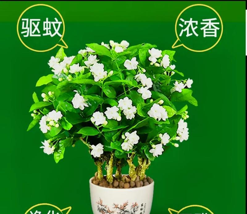 白茉莉的花语有何深意？它通常在什么场合使用？