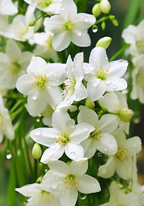 白茉莉的花语有何深意？它通常在什么场合使用？