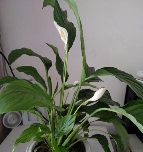 盆栽白掌浇水频率是多少？多久浇一次水最合适？