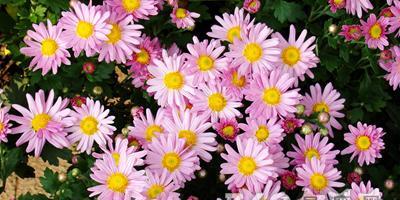 送中华烟的花语是什么？中华烟有何特别花语？