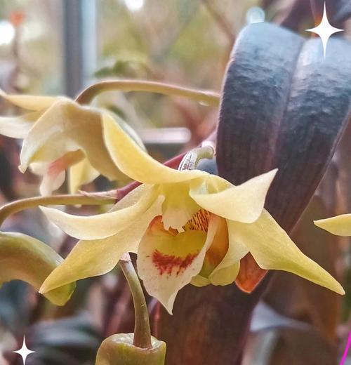 石斛兰桔色的花语有何特别之处？