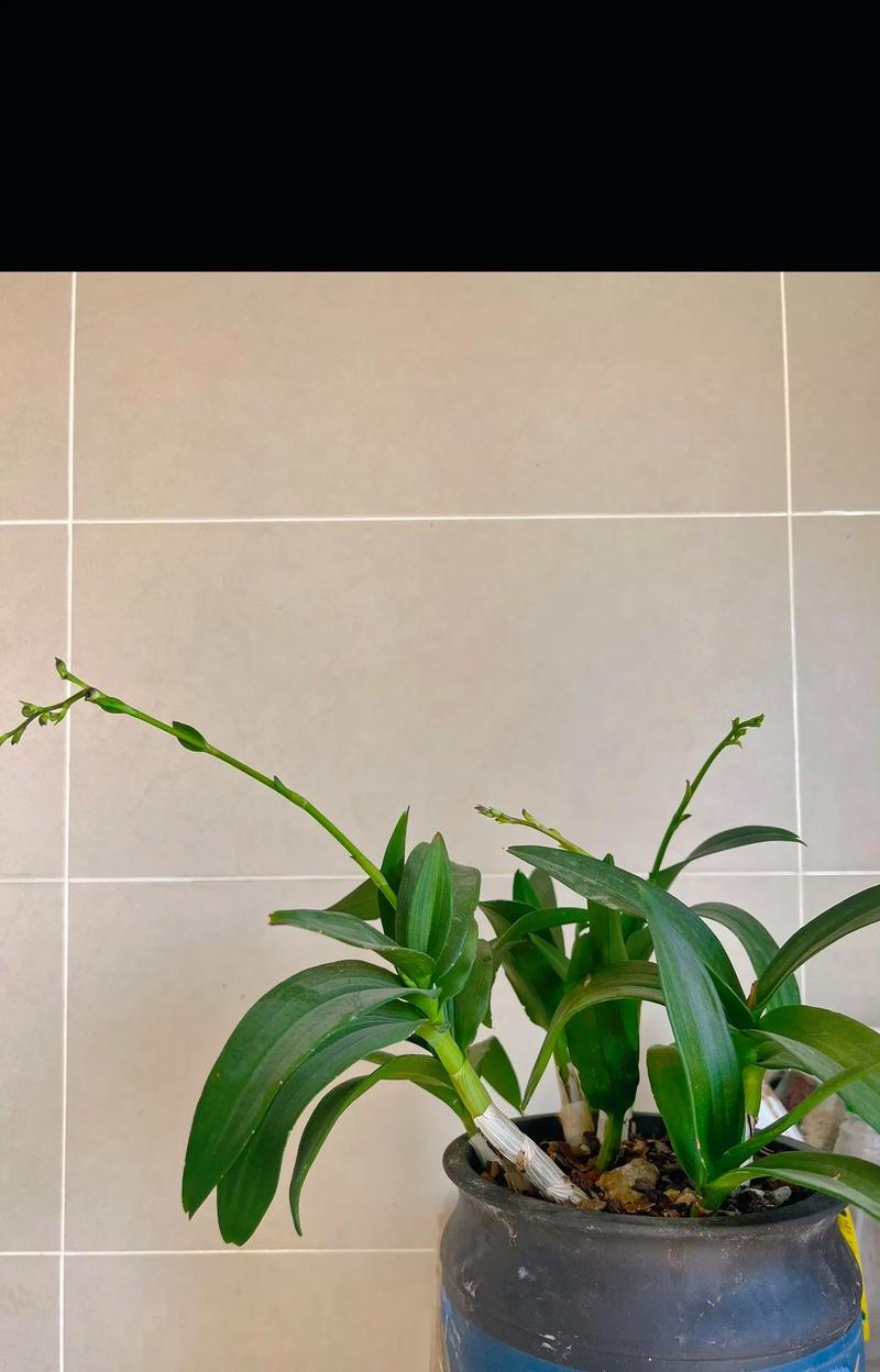 石斛兰桔色的花语有何特别之处？