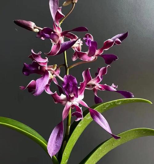 石斛兰桔色的花语有何特别之处？