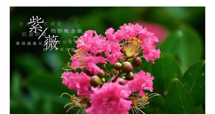 紫薇花花语是什么？紫薇花在传统花语中有哪些含义？