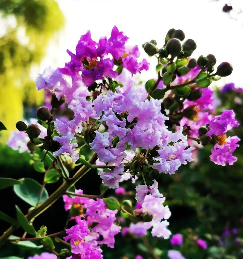 紫薇花花语是什么？紫薇花在传统花语中有哪些含义？