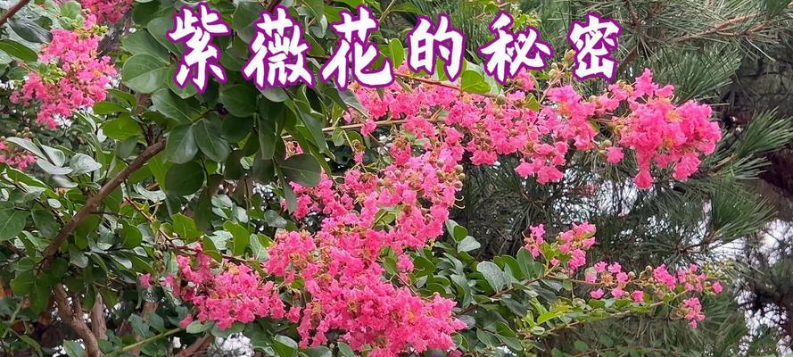 紫薇花花语是什么？紫薇花在传统花语中有哪些含义？
