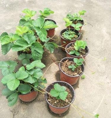 盆栽草莓多久浇水一次最佳？如何正确浇水？
