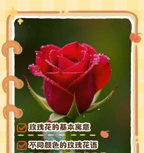 写实玫瑰花在欧美文化中的寓意是什么？