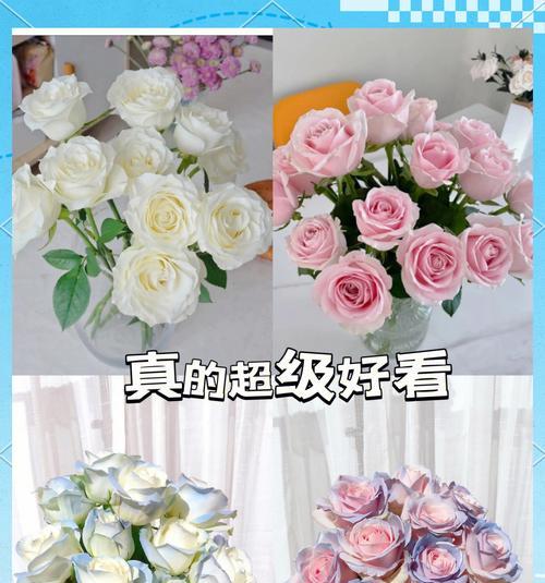 写实玫瑰花在欧美文化中的寓意是什么？