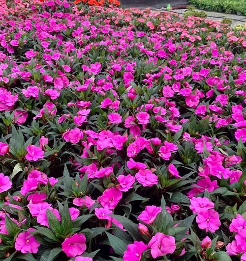 粉色嘉年华花语是什么？这种花有什么特别的含义？
