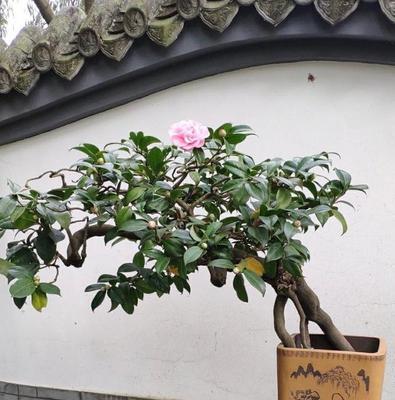 盆栽茶花养殖方法是什么？需要注意哪些事项？