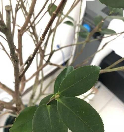 盆栽茶花掉叶子怎么办？如何正确处理和预防？