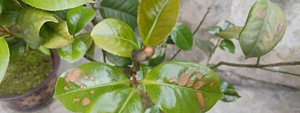 盆栽茶花掉叶子怎么办？如何正确处理和预防？