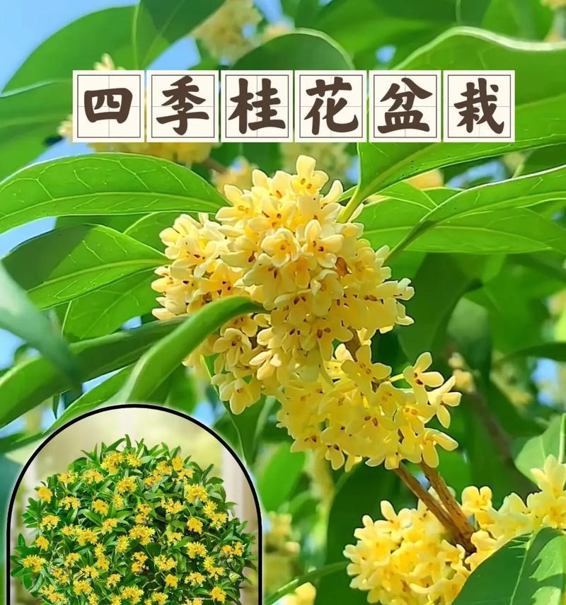 桂花在国际上的花语是什么？