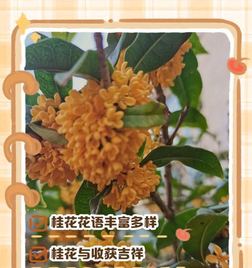 桂花在国际上的花语是什么？