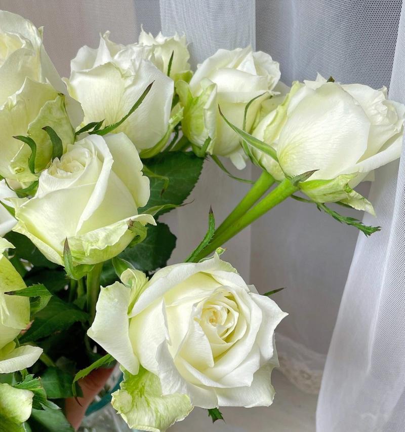 白玫瑰的花语是什么？白玫瑰花名有何寓意？