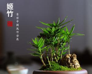 竹姬石斛的花语是什么？竹姬石斛的寓意有何特别之处？