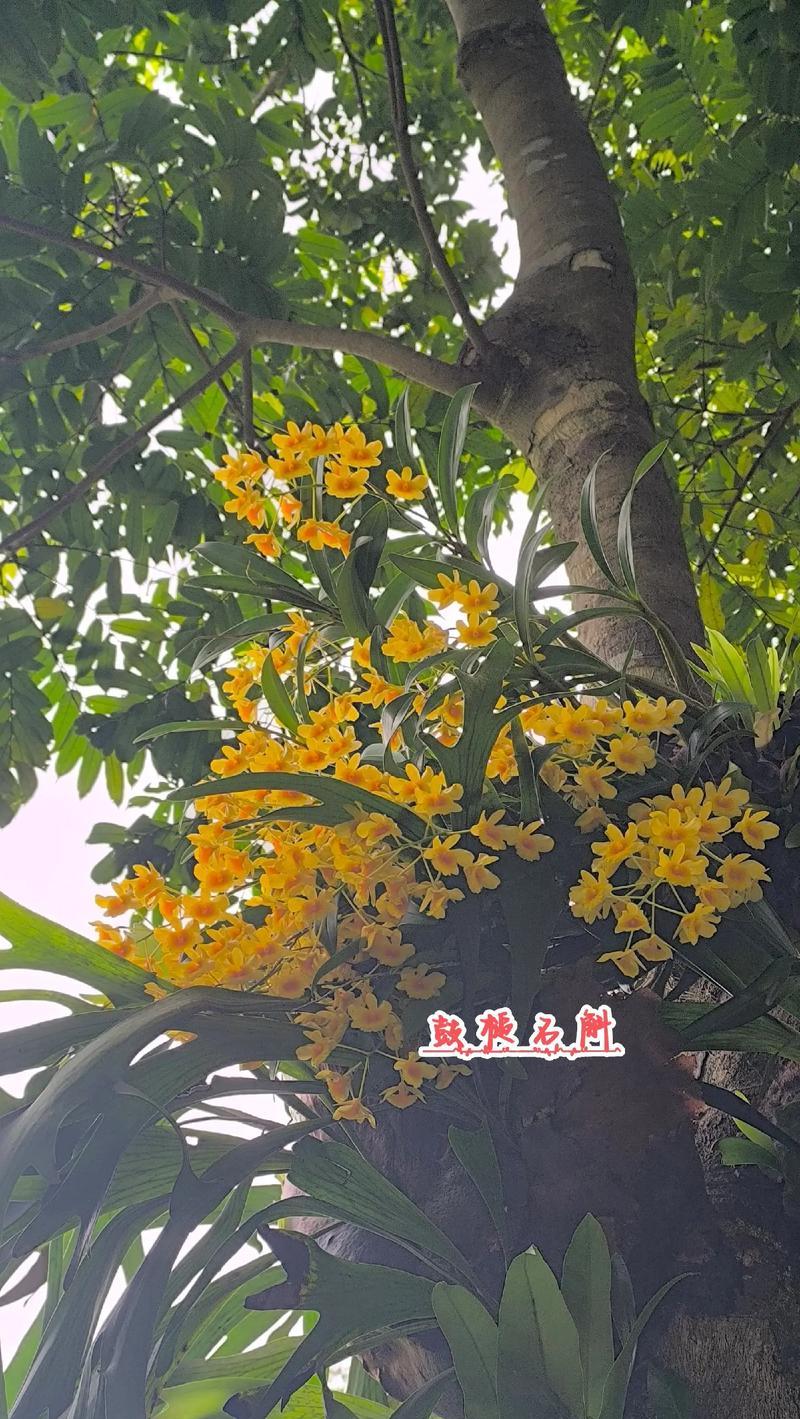 竹姬石斛的花语是什么？竹姬石斛的寓意有何特别之处？