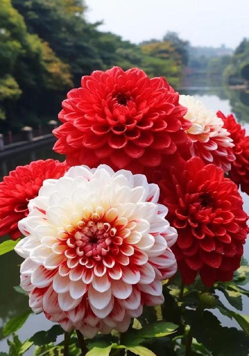 新居落成应选择哪种花的花语？