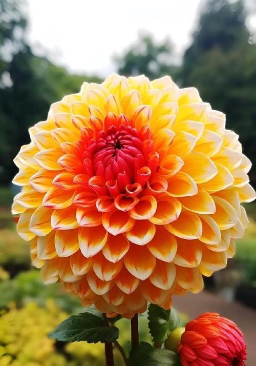新居落成应选择哪种花的花语？