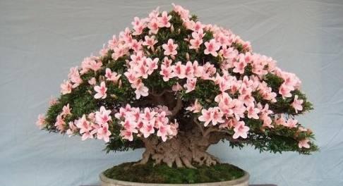 盆栽杜鹃花浇水方法与技巧是什么？
