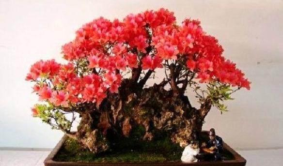 盆栽杜鹃花养殖方法有哪些？养殖过程中应注意什么问题？