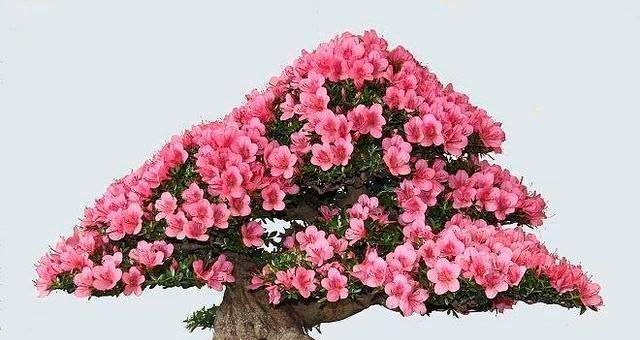 盆栽杜鹃花养殖方法有哪些？养殖过程中应注意什么问题？