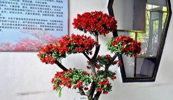 盆栽杜鹃花养殖方法有哪些？养殖过程中应注意什么问题？