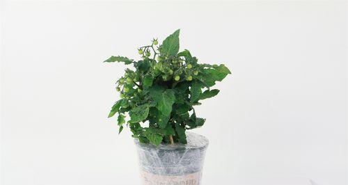 盆栽番茄用多大的盆最合适？如何根据植株大小选择盆栽尺寸？