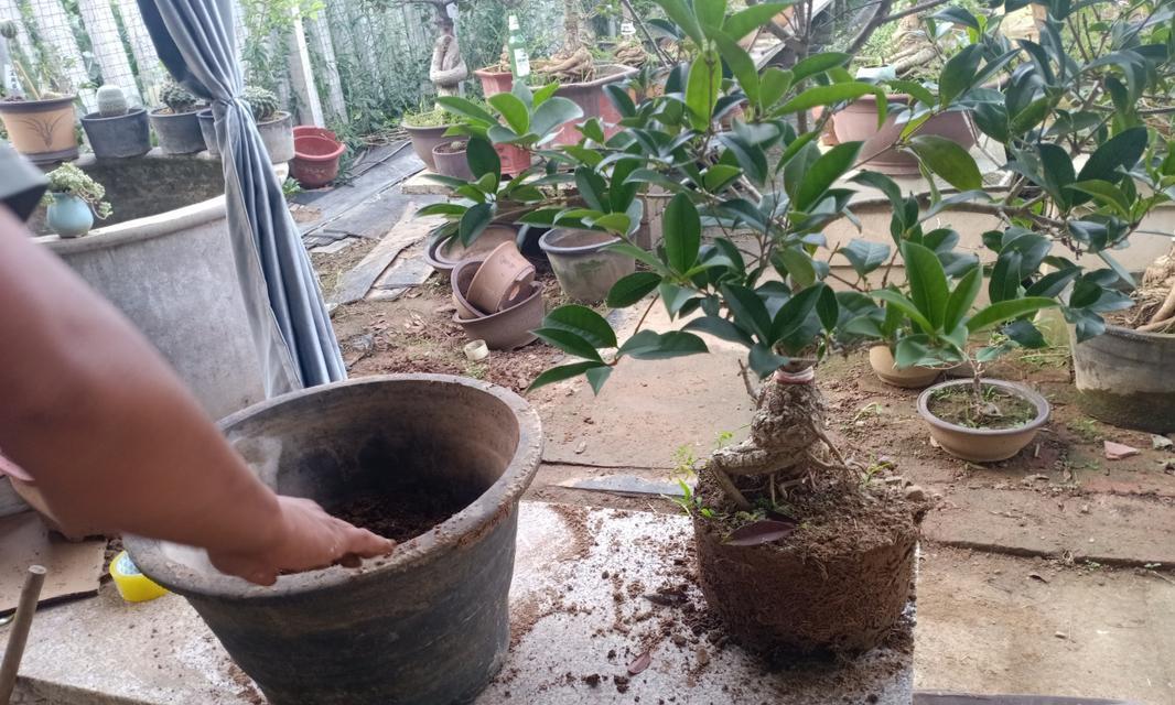 盆栽桂花换盆的最佳时机是什么时候？换盆后需要注意什么？