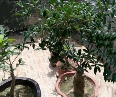 盆栽桂花换盆的最佳时机是什么时候？换盆后需要注意什么？