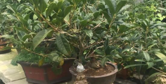 盆栽桂花修剪方法是什么？如何正确修剪盆栽桂花？