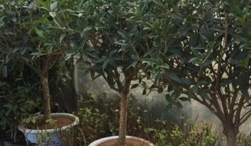 盆栽桂花修剪方法是什么？如何正确修剪盆栽桂花？