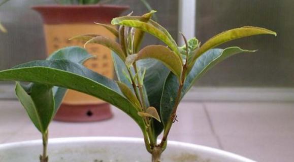 盆栽桂花修剪方法是什么？如何正确修剪盆栽桂花？