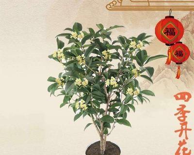 盆栽桂花怎么养？养殖方法与养护事项有哪些？