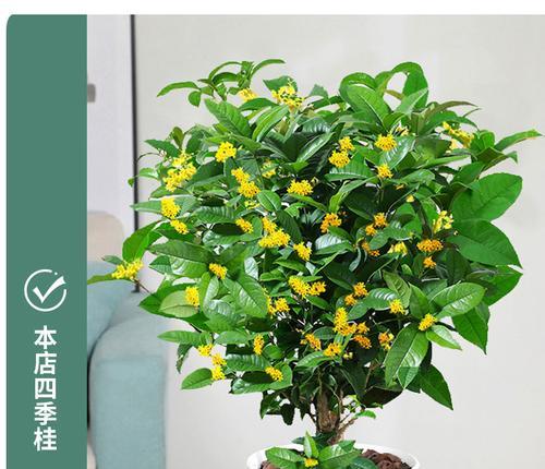 盆栽桂花怎么养？养殖方法与养护事项有哪些？