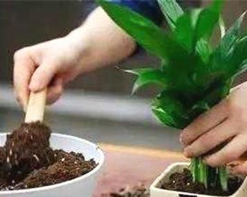 盆栽花换盆的最佳时机是什么时候？换盆后如何照顾植物？
