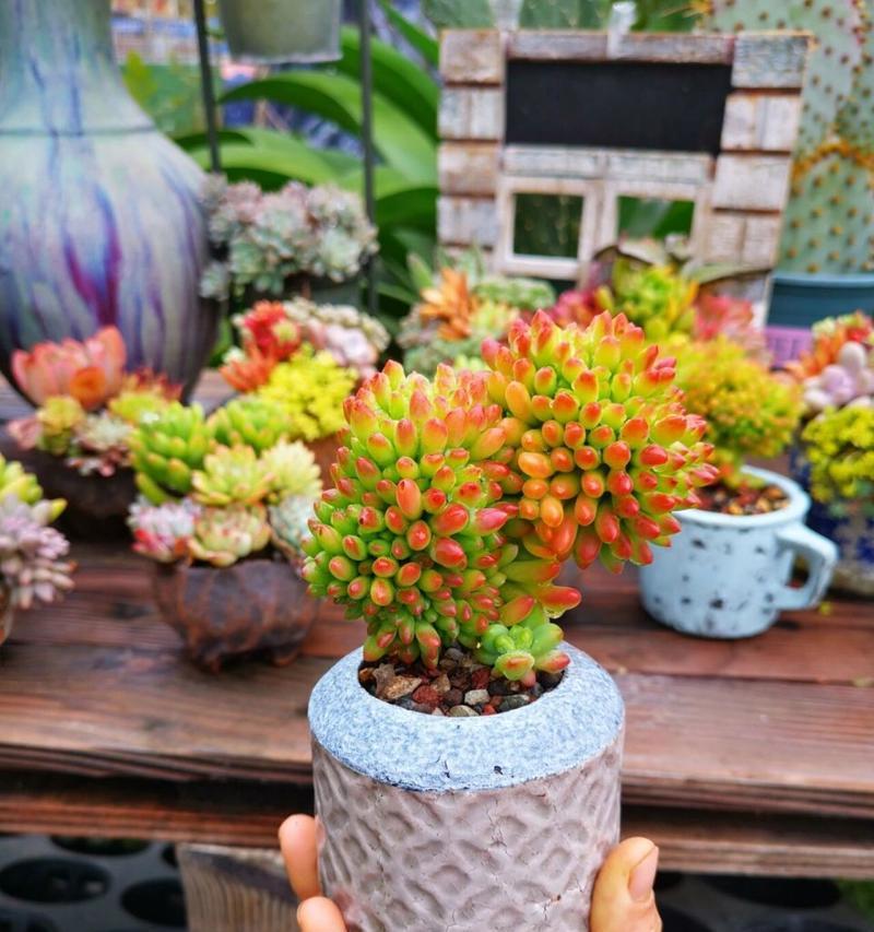 盆栽淋雨对生长有影响吗？如何正确给盆栽浇水？