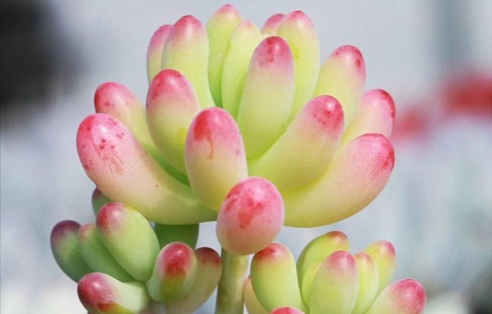 盆栽淋雨对生长有影响吗？如何正确给盆栽浇水？