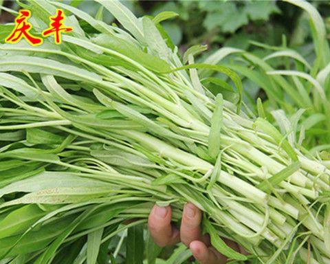 盆栽空心菜用多大的盆合适？如何选择合适的盆栽尺寸？