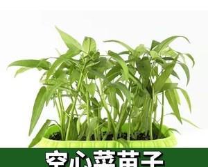 盆栽空心菜用多大的盆合适？如何选择合适的盆栽尺寸？