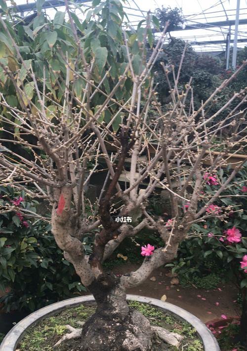 盆栽腊梅好养吗？养殖方法和注意事项有哪些？